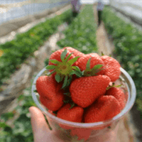 草莓採摘