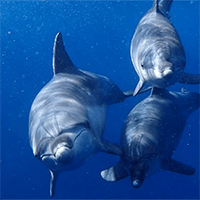 海豚观赏